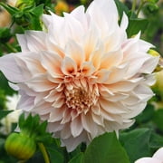 Eden Brothers Dahlia Bulbs (Dinnerplate) - Cafe au Lait, Non-GMO Bulbs for Planting, 8 Bulbs | Low-Maintenance Flower Bulbs, Plant During Spring, Zones 8, 9, 10, 11