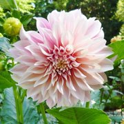 Eden Brothers Dahlia Bulbs (Dinnerplate) - Cafe au Lait, Non-GMO Bulbs for Planting, 4 Bulbs | Low-Maintenance Flower Bulbs, Plant During Spring, Zones 8, 9, 10, 11