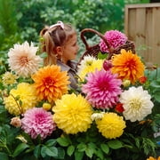 Eden Brothers Dahlia Bulbs - Dinnerplate Mix, Non-GMO Bulbs for Planting, 5 Bulbs | Low-Maintenance Flower Bulbs, Plant During Spring, Zones 8, 9, 10, 11