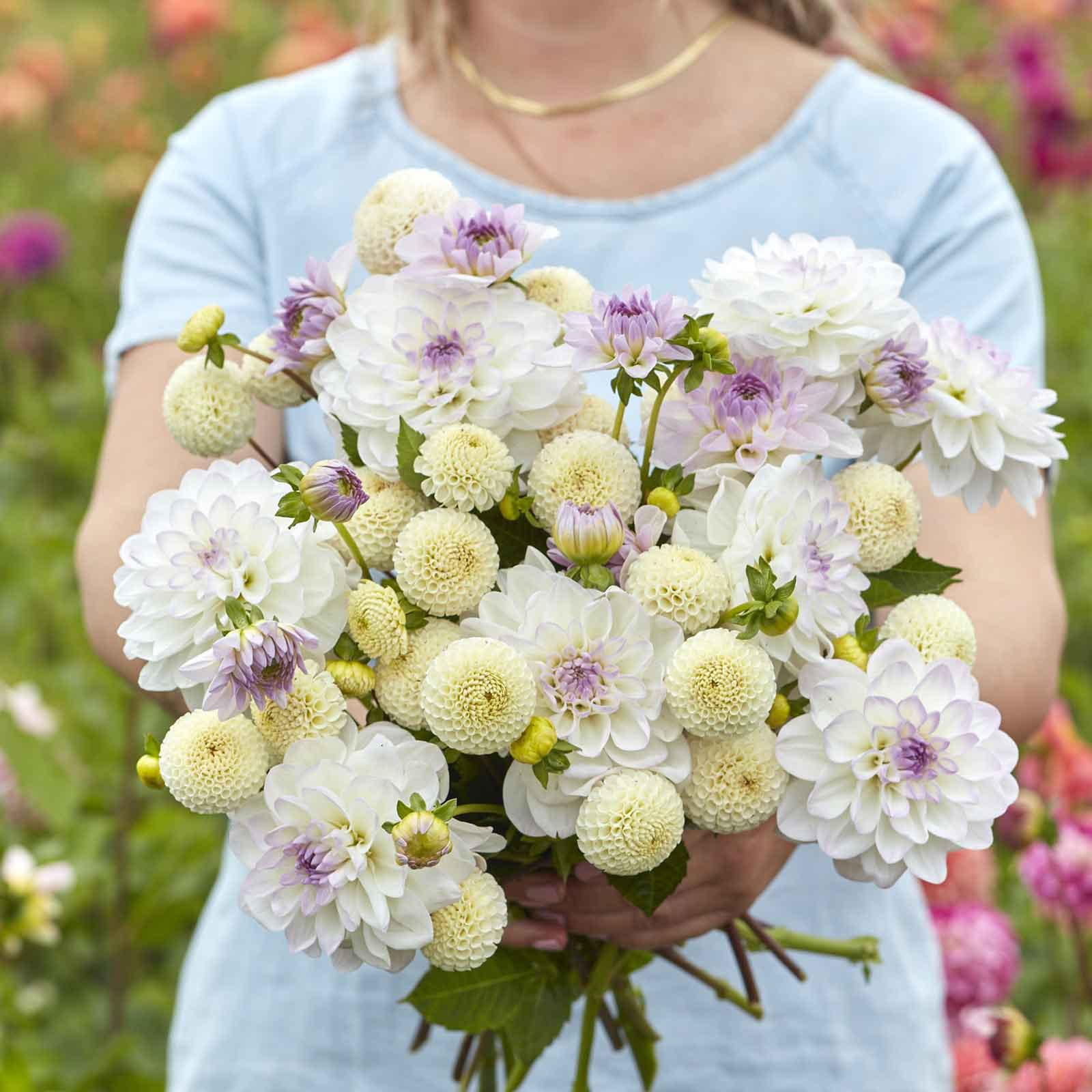 Eden Brothers Dahlia Bulbs Lavender Linen Duo, NonGMO Bulbs for