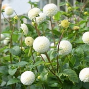 Eden Brothers Dahlia Bulbs (Mini Pompon) - Small World, Non-GMO Bulbs for Planting, 2 Bulbs | Low-Maintenance Flower Bulbs, Plant During Spring, Zones 8, 9, 10, 11