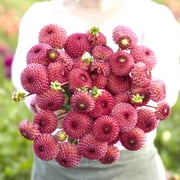 Eden Brothers Dahlia Bulbs (Pompon) - Burlesca, Non-GMO Bulbs for Planting, 2 Bulbs | Low-Maintenance Flower Bulbs, Plant During Spring, Zones 8, 9, 10, 11