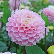 Eden Brothers Dahlia Bulbs - Wizard of Oz, Non-GMO Bulbs for Planting, 4 Bulbs | Low-Maintenance Flower Bulbs, Plant During Spring, Zones 8, 9, 10, 11