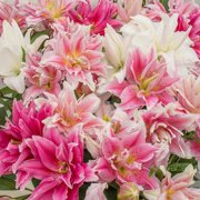 Eden Brothers Double Oriental Lily Bulbs (Spring-Planted) - Mix Non-GMO Bulbs for Planting, 12 Bulbs | Low-Maintenance Flower Bulbs, Plant During Spring Season, Zones 3, 4, 5, 6, 7, 8, 9