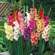 Eden Brothers Gladiolus Flower Bulbs - Border Mix, Non-GMO Bulbs for Planting, 40 Bulbs | Low-Maintenance Flower Bulbs, Plant During Spring, Zones 8, 9, 10, 11