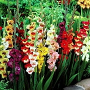 Eden Brothers Gladiolus Flower Bulbs - Butterfly Mix, Non-GMO Bulbs for Planting, 20 Bulbs | Low-Maintenance Flower Bulbs, Plant During Spring, Zones 7, 8, 9, 10