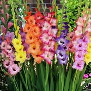 Eden Brothers Gladiolus Flower Bulbs - Rainbow Mix, Non-GMO Bulbs for Planting, 100 Bulbs | Low-Maintenance Flower Bulbs, Plant During Spring, Zones 7, 8, 9, 10