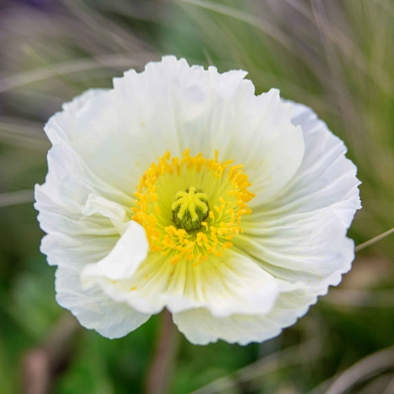 Eden Brothers Iceland Poppy Seeds - Champagne Bubbles White