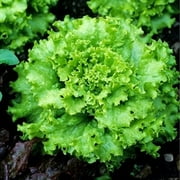 Eden Brothers Lettuce Seeds - Grand Rapids TBR Non-GMO Seeds for Planting, 1 oz | Low-Maintenance Vegetable Seeds, Plant During Cool Season, Zones 10, 2, 3, 4, 5, 6, 7, 8, 9