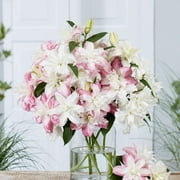 Eden Brothers Lily Bulbs (Spring-Planted) - Double Romantic Mix Non-GMO Bulbs for Planting, 10 Bulbs | Low-Maintenance Flower Bulbs, Plant During Spring Season, Zones 3, 4, 5, 6, 7, 8, 9