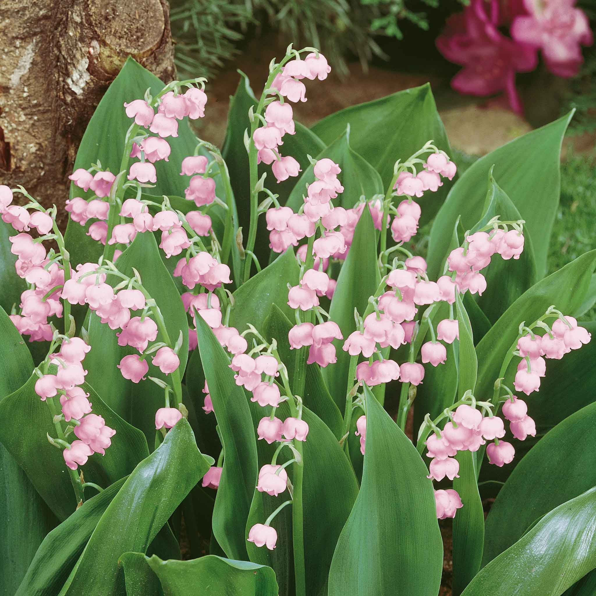 Eden Brothers Lily of the Valley Roots - Pink - Walmart.com, image size:2048x2048