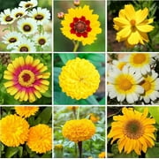 Eden Brothers Mellow Yellow Flower Mixed Seeds for Planting, 5 lb, 2,400,000+ Seeds with Painted Daisy, Zinnia, Cosmos | Attracts Pollinators, Plant in Spring or Fall, Zones 3, 4, 5, 6, 7, 8, 9, 10