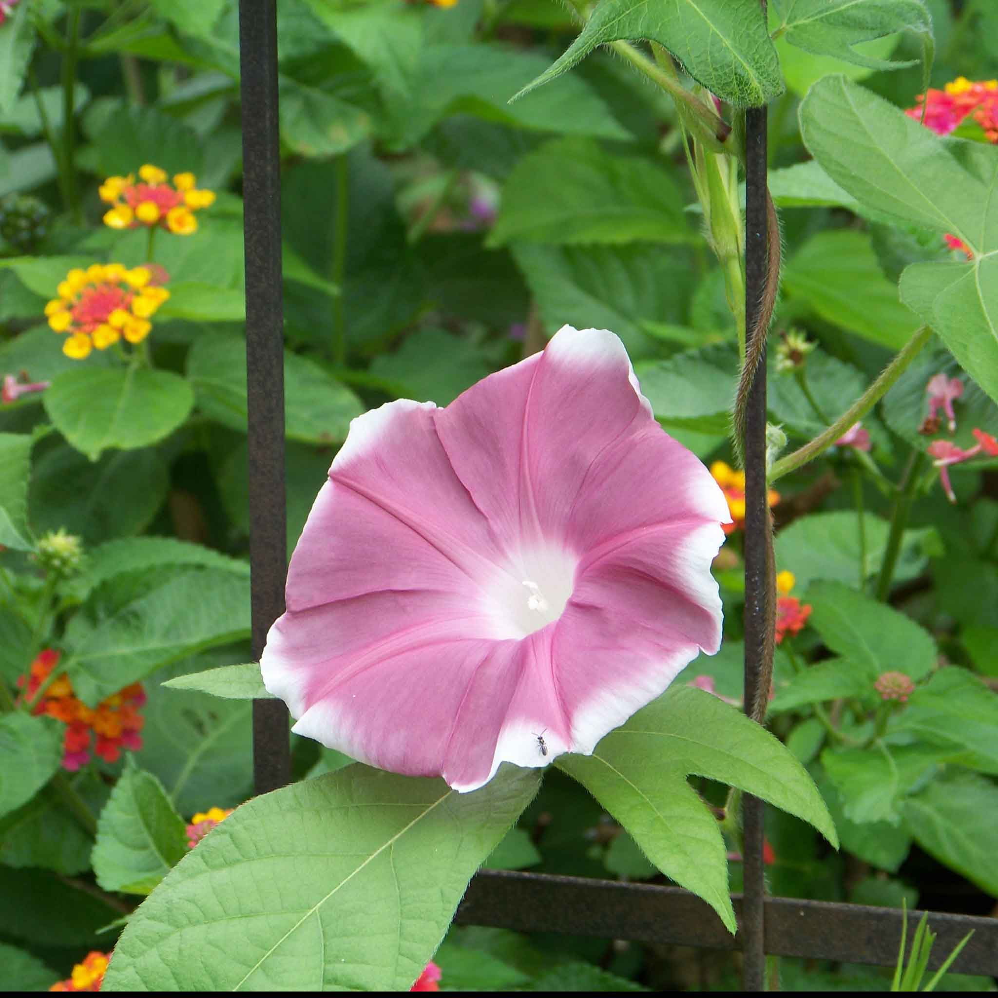 Eden Brothers Morning Glory Seeds - Chocolate, Non-GMO Seeds for