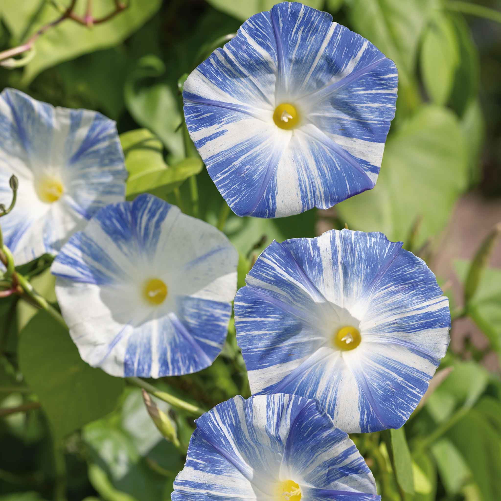 Eden Brothers Morning Glory Seeds - Flying Saucers, Non-GMO Seeds