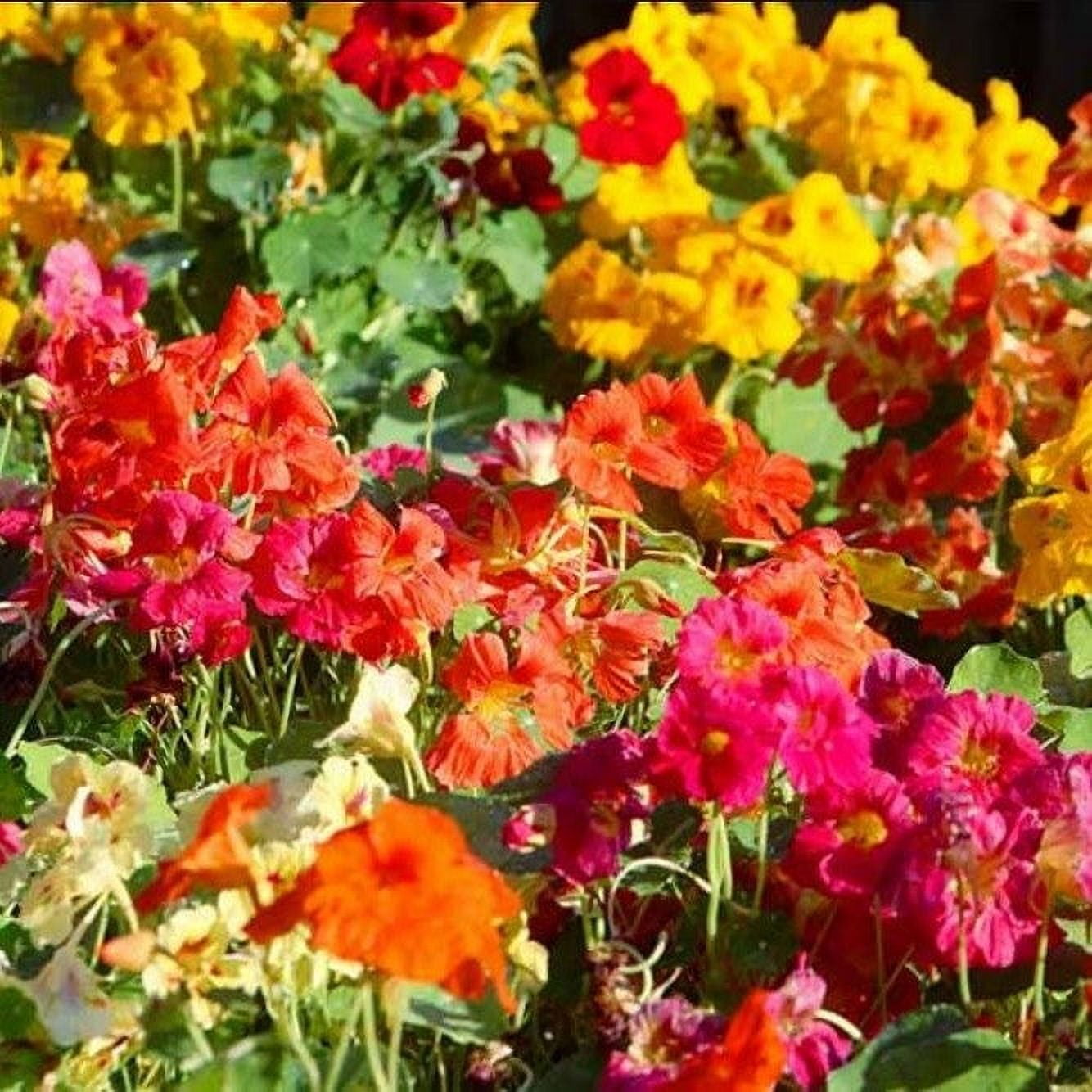 Flower Seeds For Zone 9