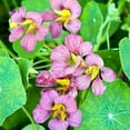 thumbnail image 1 of Eden Brothers Nasturtium Seeds - Purple Emperor Non-GMO Seeds for Planting, 1/4 Pound | Low-Maintenance Flower Seeds, Plant During Spring Season, Zones 1, 10, 2, 3, 4, 5, 6, 7, 8, 9, 1 of 3