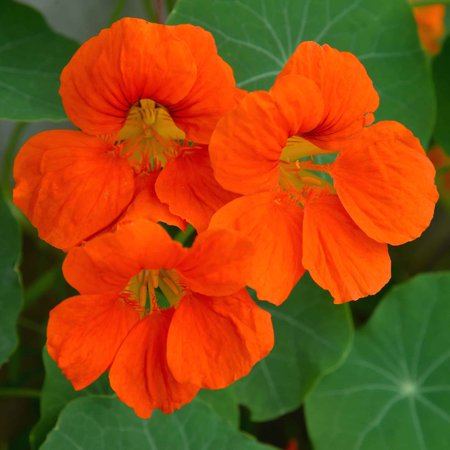 Eden Brothers Nasturtium Seeds - Spitfire Non-GMO Seeds for Planting, 1 Ounce | Low-Maintenance Flower Seeds, Plant During Spring Season, Zones 1, 10, 2, 3, 4, 5, 6, 7, 8, 9