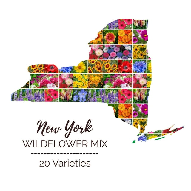 Eden Brothers New York Wildflower Mixed Seeds for Planting, 1 oz