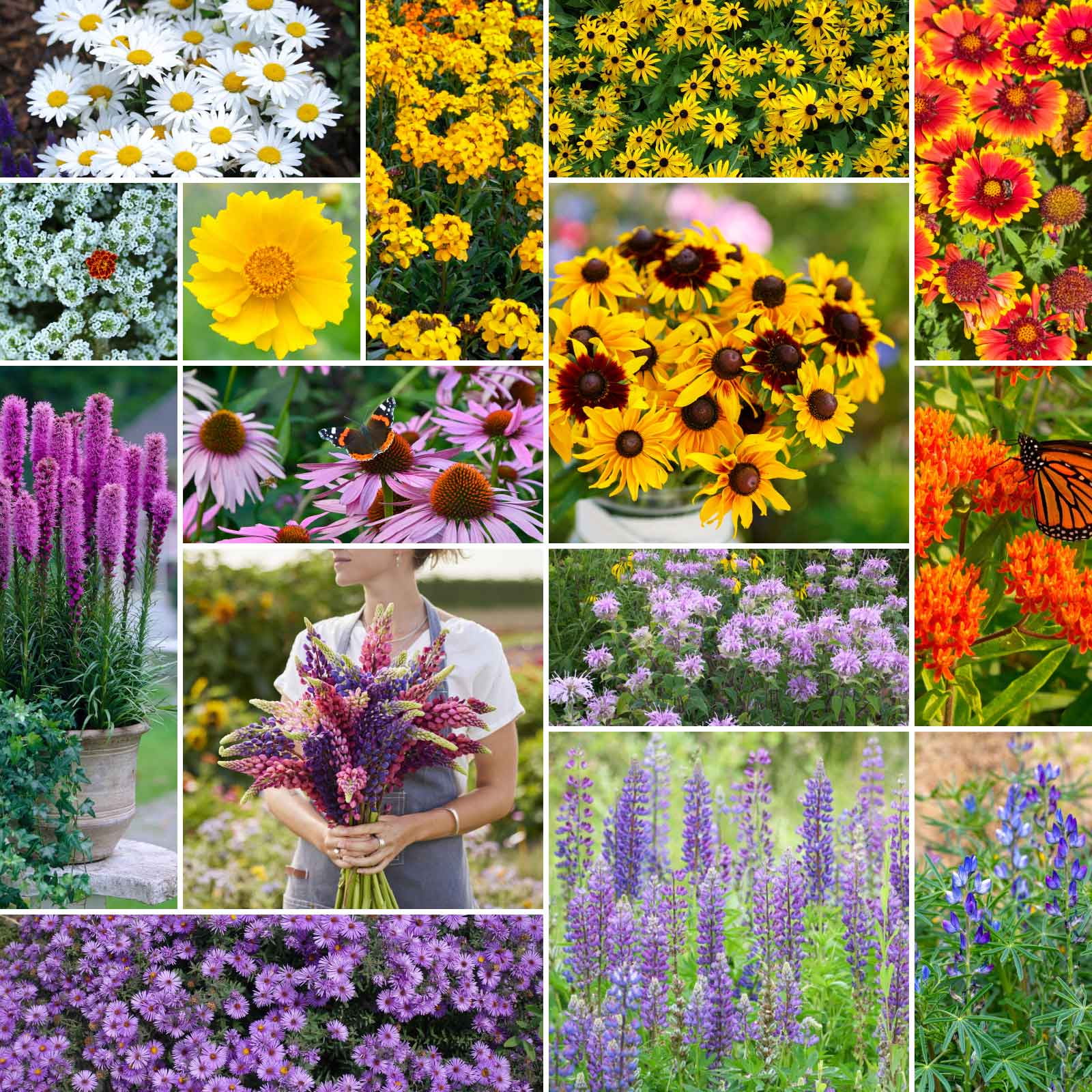 Northeast Perennial Wildflower Seed Mix with Milkweed and Aster