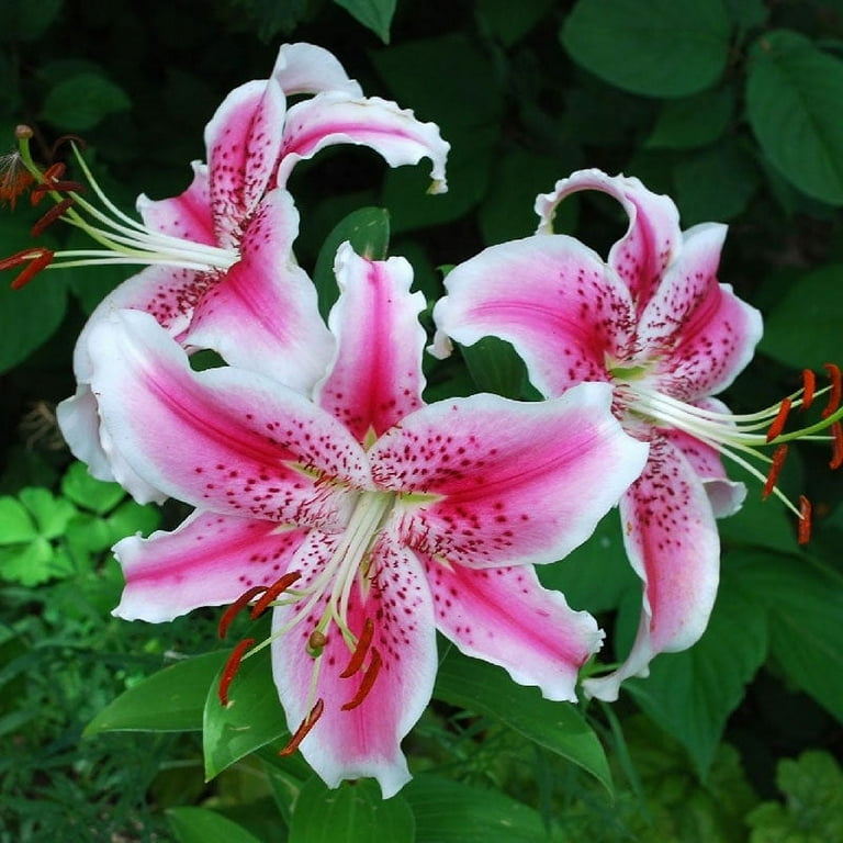 Eden Brothers Oriental Lily Bulbs (Fall-Planted) - Stargazer Non