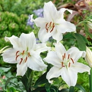 Eden Brothers Oriental Lily Bulbs (Spring-Planted) - Casablanca Non-GMO Bulbs for Planting, 3 Bulbs | Low-Maintenance Flower Bulbs, Plant During Spring Season, Zones 3, 4, 5, 6, 7, 8, 9