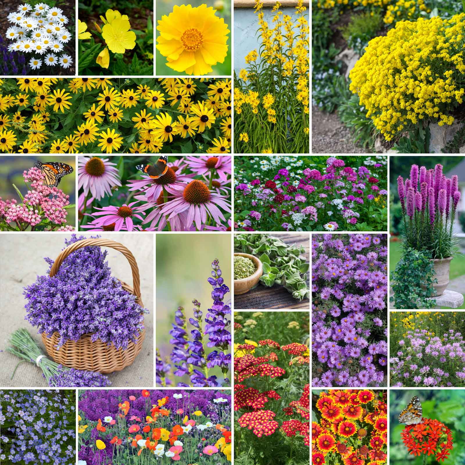 Eden Brothers Perennial Pollinator Wildflower Mixed Seeds for Planting ...
