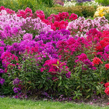 Eden Brothers Phlox Roots - Mix