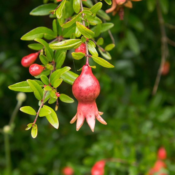 Eden Brothers Pomegranate Seeds - Dwarf
