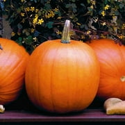 Eden Brothers Pumpkin Seeds - Jack OLantern Non-GMO Seeds for Planting, Packet | High-Yielding, Fast Growing Vegetable Seeds, Plant During Warm Season, Zones 3, 4, 5, 6, 7, 8, 9, 10
