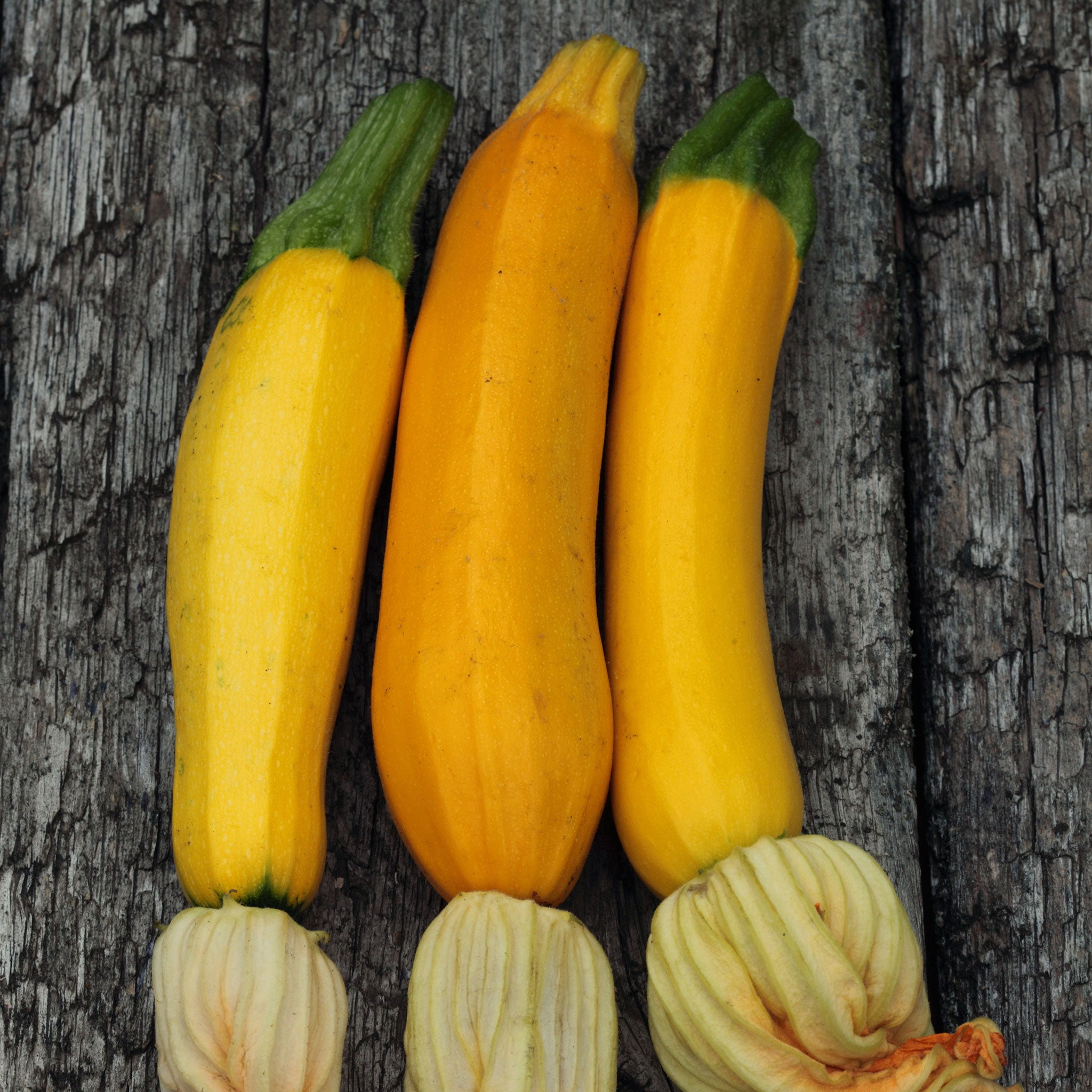 Eden Brothers Squash (Summer) Seeds Golden Zucchini NonGMO Seeds for