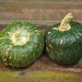 Eden Brothers Squash (Winter) Seeds Burgess Buttercup NonGMO Seeds