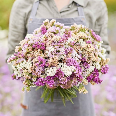 Eden Brothers Statice Seeds - Pastel Mix