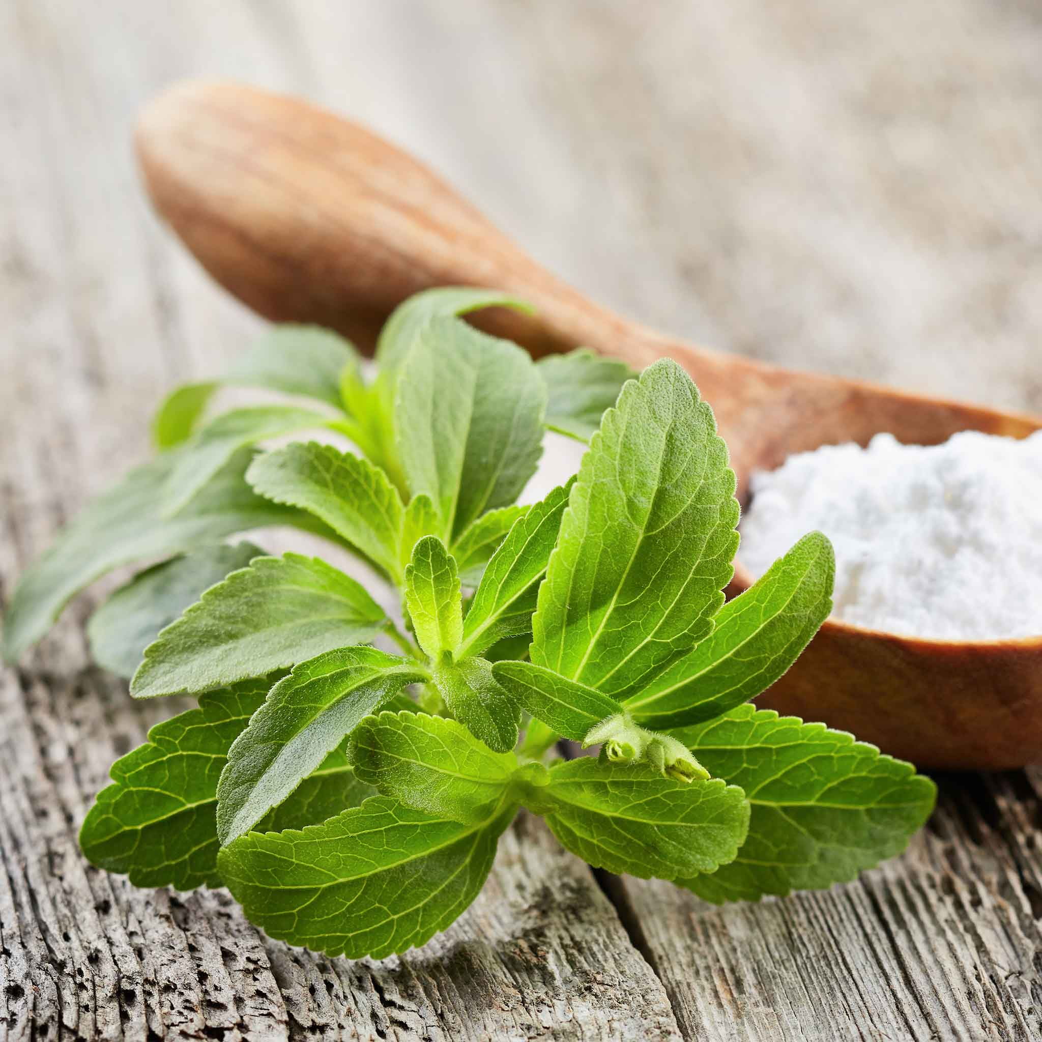 Eden Brothers Stevia Seeds - Sweetie Star