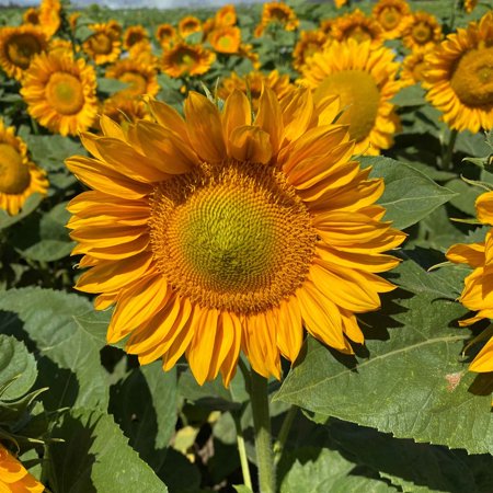 Eden Brothers Sunflower Seeds - ProCut Gold Lite