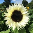thumbnail image 1 of Eden Brothers Sunflower Seeds - ProCut White Nite, 1 of 1