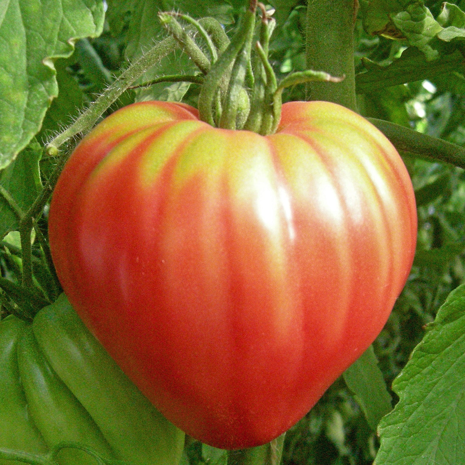  Pink Brandywine Beefsteak Tomato Seeds for Planting