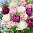 thumbnail image 1 of Eden Brothers Tulip Bulbs, Double Pink Mix, 50 Bulbs | Perennial Flowers, Spring or Fall Planted, Full Sun, Indoor Forcing or Outdoor Planting, Easy-to-Grow | Zones 3, 4, 5, 6, 7, 8, 1 of 2