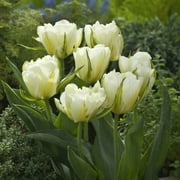 Eden Brothers Tulip Bulbs - Exotic Emperor Non-GMO Bulbs for Planting, 20 Bulbs | Low-Maintenance Flower Bulbs, Plant During Fall Season, Zones 3, 4, 5, 6, 7, 8
