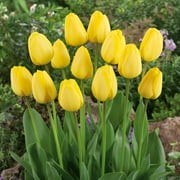 Eden Brothers Tulip Bulbs - Golden Parade Non-GMO Bulbs for Planting, 10 Bulbs | Low-Maintenance Flower Bulbs, Plant During Fall Season, Zones 3, 4, 5, 6, 7, 8