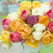 Eden Brothers Tulip Bulbs - Goldfinch Mix Non-GMO Bulbs for Planting, 10 Bulbs | Low-Maintenance Flower Bulbs, Plant During Fall Season, Zones 3, 4, 5, 6, 7, 8