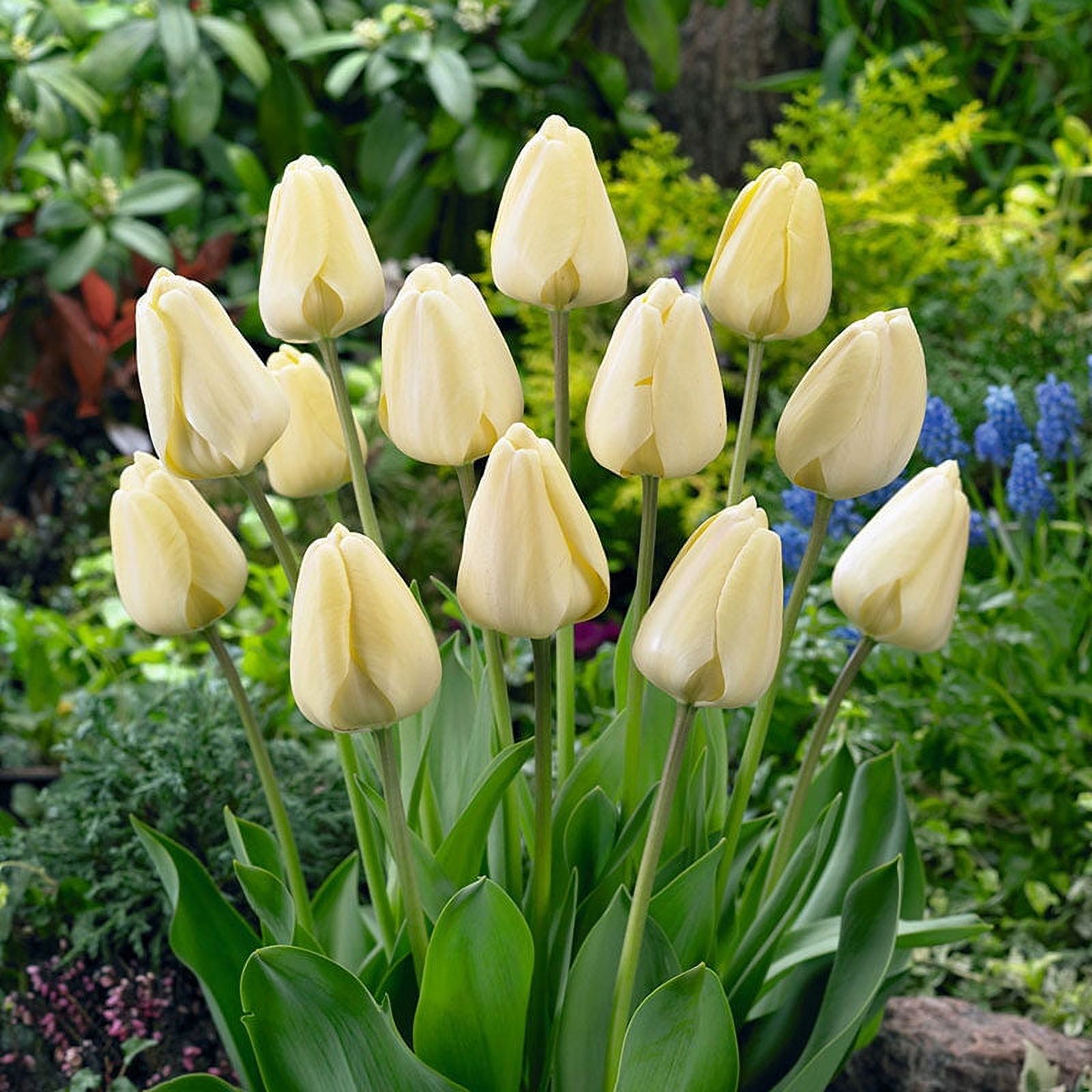 Eden Brothers Tulip Bulbs - Ivory Floradale Non-GMO Bulbs for Planting ...