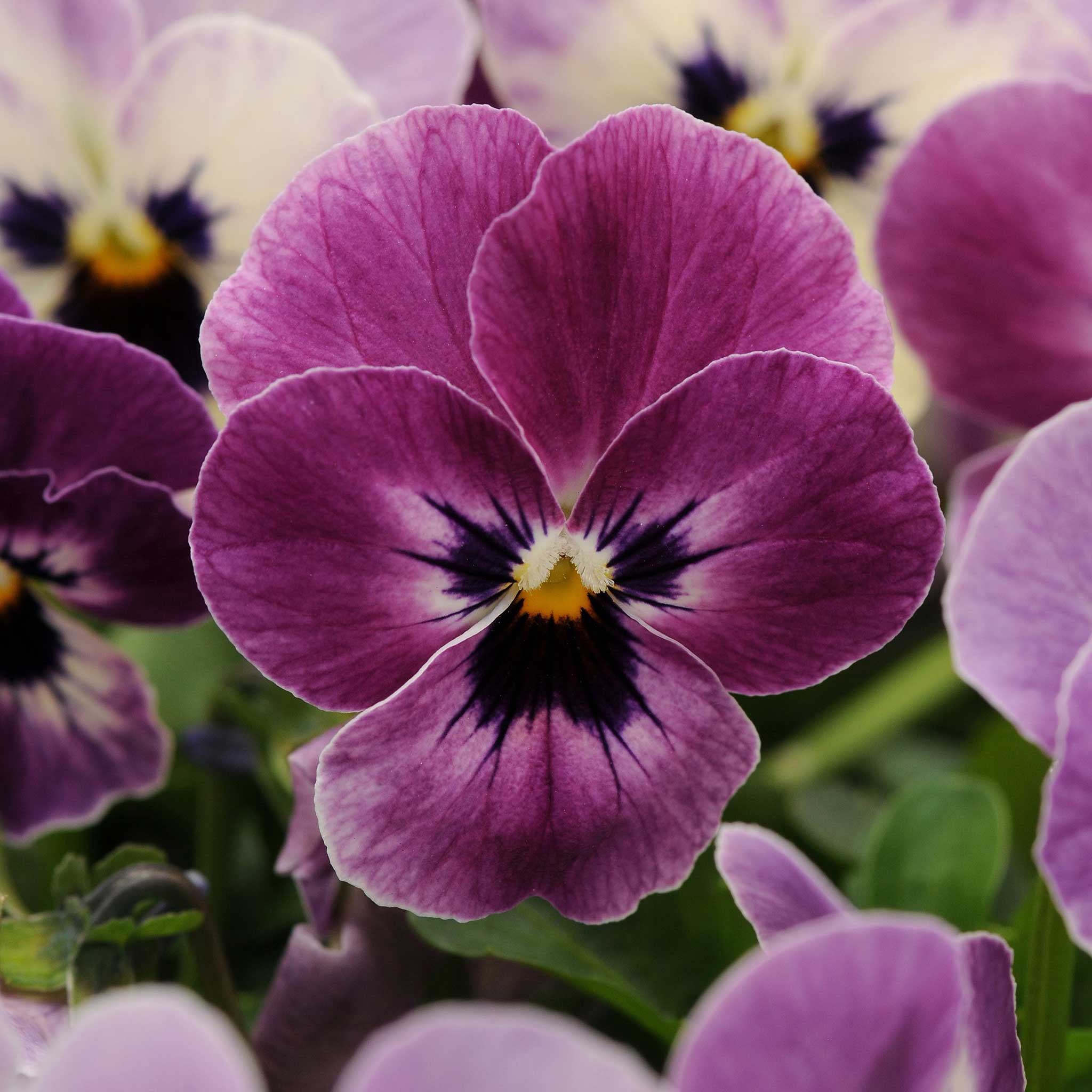 Eden Raspberry Eden Brothers Viola Seeds - Sorbet XP Raspberry - Walmart Business Supplies