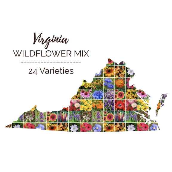 Eden Brothers Virginia Wildflower Mixed Seeds for Planting, 1 lb, 480,000+ Seeds with Five Spot, African Daisy | Attracts Pollinators, Plant in Spring or Fall, Zones