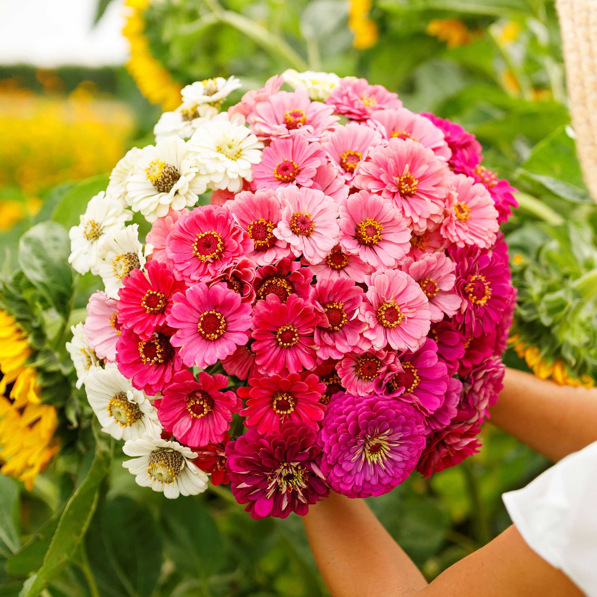 Flower Seeds For Zone 9