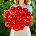 thumbnail image 1 of Eden Brothers Zinnia Seeds - Will Rogers, Non-GMO Seeds for Planting, 1 oz | Low-Maintenance Flower Seeds, Plant During Spring, Zones 3, 4, 5, 6, 7, 8, 9, 10, 1 of 4