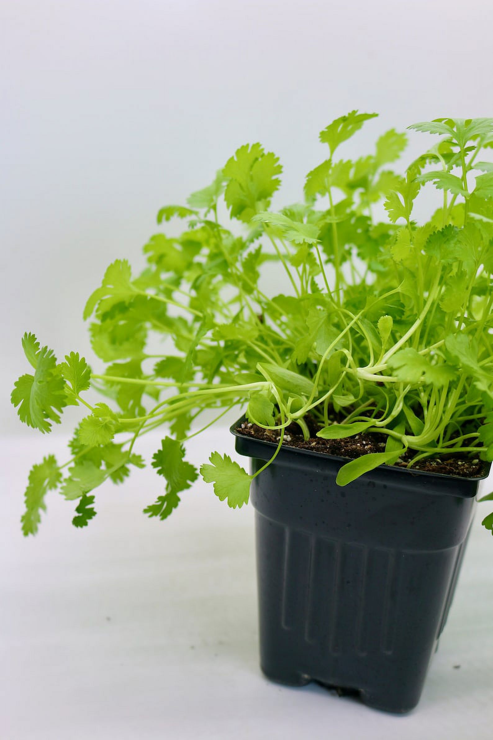 Eden Valley Farms Organic Live Cilantro Herb Plant 8oz 3Pack