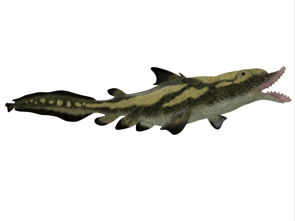 Edestus shark of the Carboniferous period Canvas Art - Corey FordStocktrek Images (16 x 12)