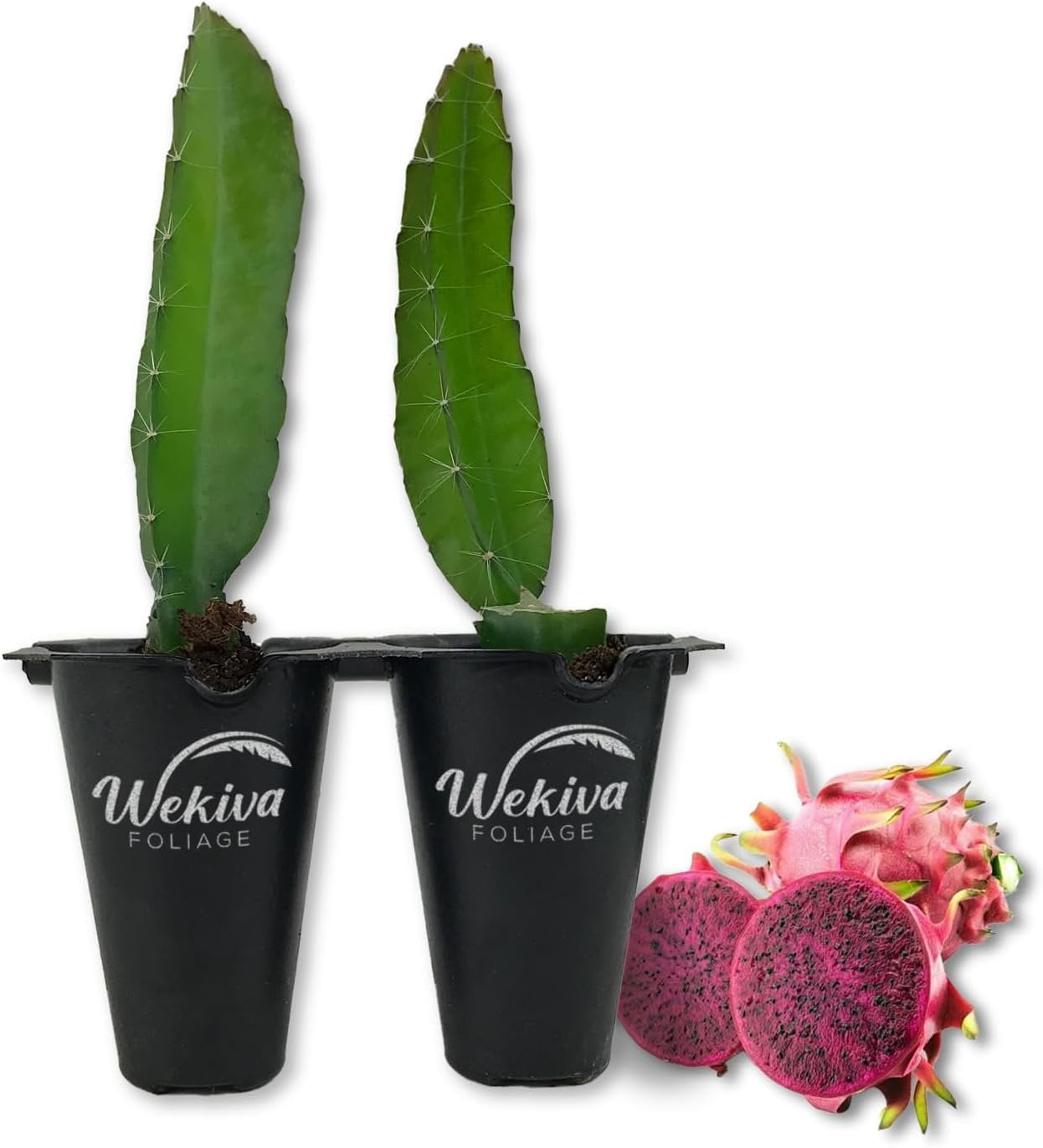 Edgar's Baby Dragon Fruit Tree 2 Live Tissue Culture Starter Plants