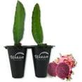 thumbnail image 1 of Edgar's Baby Dragon Fruit Tree - 2 Live Tissue Culture Starter Plants - Hylocereous Undatus - Edible Tropical Fruit Plant from Florida, 1 of 6