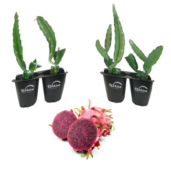 Edgar's Baby Dragon Fruit Tree - 4 Live Starter Plants - Hylocereous Undatus - Edible Tropical Fruit Plant from Florida